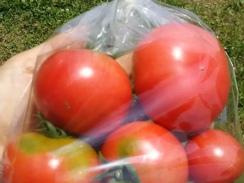 ゴーヤつき🍅🍅🍅🌿農薬と化学肥料を使わないで育てた野菜セット🥕【数量限定❗❗】子供に食べさせたい（７品目〜10品目）😋🍚ばぁばのモノスゴイ野菜🍅🍆🌽✨✨✨