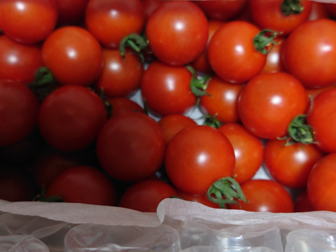 一度食べたら忘れられない深みの甘さがあるフルーツトマト