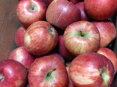 終了間近！家庭用訳あり紅玉箱込5.5キロバラ詰　りんご
