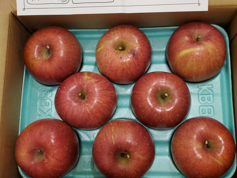 ご家庭用　サンふじ　約3kg(7個〜11個)