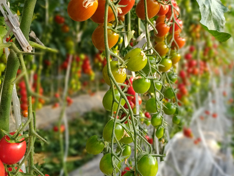 【まるでサクランボ】皮が口に残らない！子どもがパクパク食べる、フルーツのような甘さのミニトマト「まゆか」１.７㎏箱