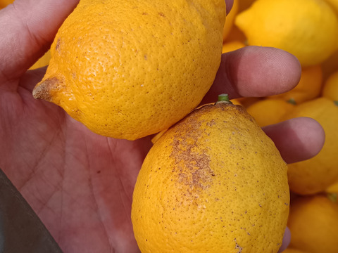 果汁4kg【果汁用】【訳あり】【完熟】【栽培期間中農薬不使用】大崎上島レモン4㎏