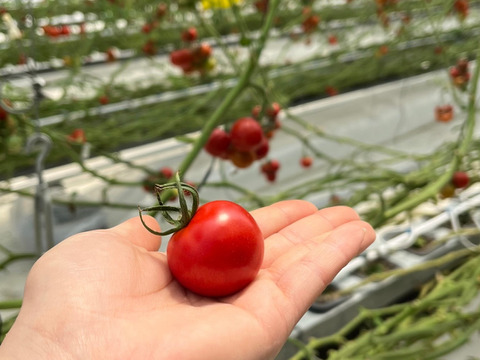 【糖度と旨味を凝縮！】👑こだわり👑アザミュートマト🍅0.8㎏