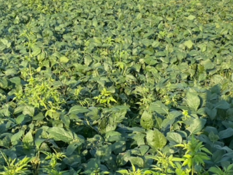 富士山麓！自然栽培野菜セット(なにもいれない）夏野菜たち10品＋人参ミックスジュース３本