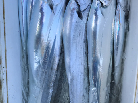 釣りたてピカピカ✨太刀魚　冷凍真空パック　8枚セット