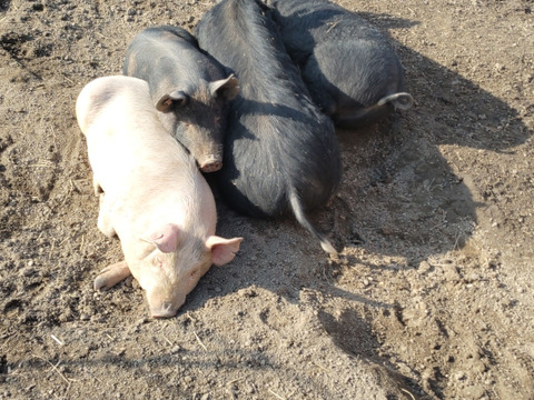 『豚ホルモン　レバー　1000g』岡山県御津でこだわりのエサと放牧飼育で育てた4元豚　『とよ』レバー　1000g