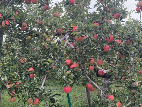 もぎたて🍎未希ライフ
