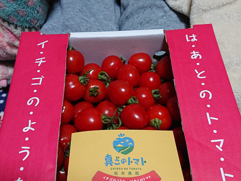 イチゴ のような ハート型 の ミニトマト 『 トマトベリー 』 約 900g ☆形も味も魅力的な トマト