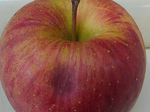 ★すぐに出荷★【加工用バラ詰め】サンふじ約4.5Kg　生食、ジュース、スイーツ、コンポート、すりおろし林檎　加工用・業務用🍎　青森県産