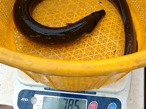 超レア！ 天然うなぎ(びわ湖産)1尾1100グラム