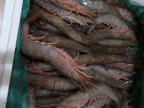 氷締め松川エビ　【スクモ】 1kg