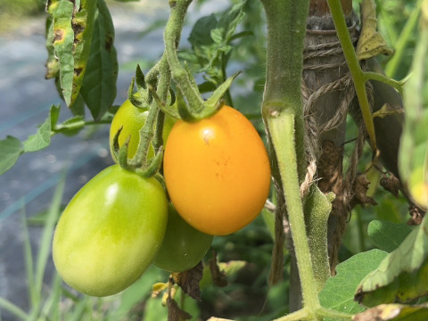 【淡路島 自然栽培 固定種 ズッキーニ】2キロ 無肥料 農薬不使用　サラダにお新香、グリルにソテー、緑色白ズッキーニ（UFO）食べ比べ