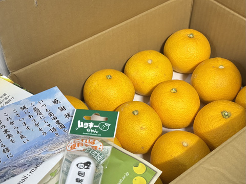 【特別栽培】和歌山県産【極ウマ】　八朔(8個～10個入り)