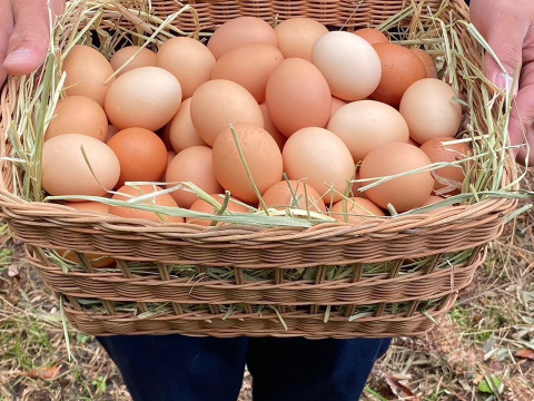 【2025福袋】大きさ色々！平飼い飛鳥の卵の福袋！38個