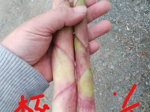 【太くて旨い】月山竹/すずこ/根曲がり竹/チシマザサ/標高800m以上の高地採取もの/極太【1kg】