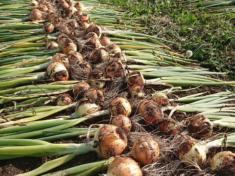 【訳あり】有機タマネギ５kg+10％増量【ご家庭用】