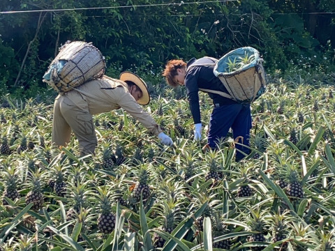 沖縄県石垣島産小玉ピーチパイン4個