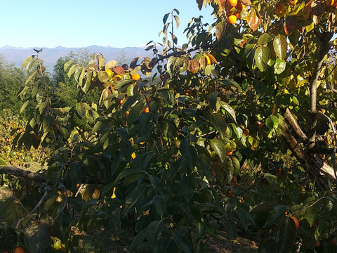 南信州特産・市田柿、お買い得たっぷり１Kg入り袋