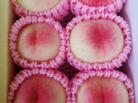 【贈答用】【朝どれ】
くだもの王国おかやまよりお届け
加納岩白桃の手提げ箱6玉入り (1.5㎏～1.7㎏)