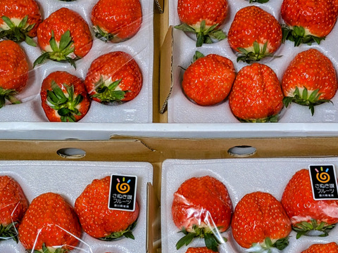 〔予約販売〕【苺音ファームのおうちでいちご狩り気分セット約1.7kg】香川県産さぬきひめ｜食べチョクいちごグランプリ2025金賞受賞❗️