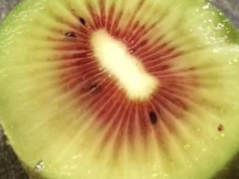 旬のキウイ2品種大玉2.0kg(20~25個)🥝【希少品種レインボーレッド・大人気イエロージョイ】農薬不使用✨️どちらも甘くてとってもジューシー‼️B品のおまけ付き😋