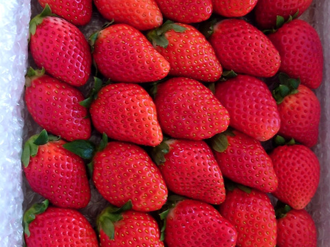 トクトク🍓いちごの宝石箱
朝摘み完熟❤️酵素栽培のこだわりいちご
【いちご食べ比べ】