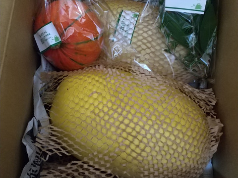 そうめんカボチャ　食べてみられぇ(^^♪