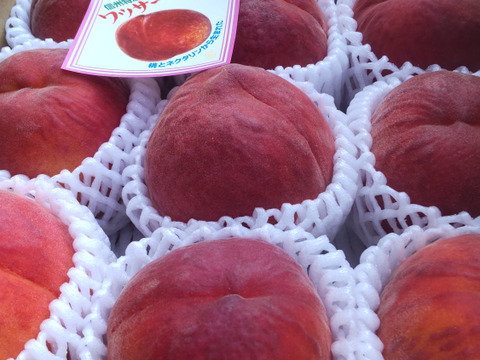 シャキっと美味しい❗️希少なワッサー(家庭用3㎏以上)