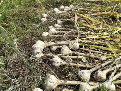 自然栽培　採れたて特価バラにんにく　500g