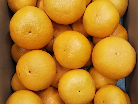 希少品種　爽やかな香り　はれひめ　加工品用　箱込み9Ｋ