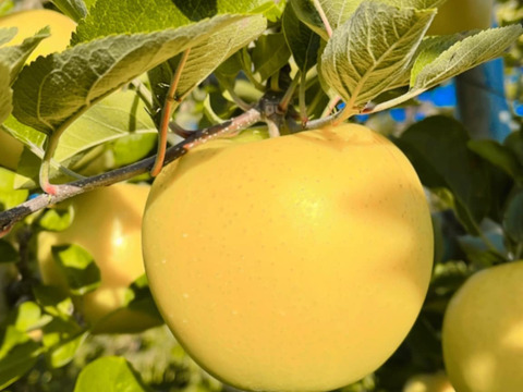 絶妙な酸味と甘み！岩手江刺産【シナノゴールド】家庭用２㎏