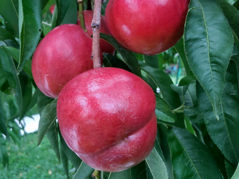 甘くてジューシー！ネクタリン『スイートトップ』(秀品約2㎏) 【お中元対応可】