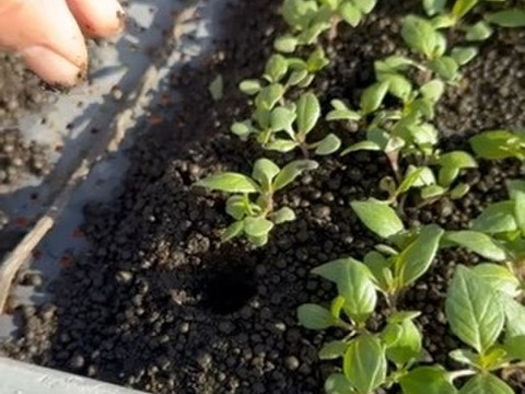 訳あり特価
2024後半の採取のホーリーバジルティー15g
（※別府温泉仕様は2025年分より）