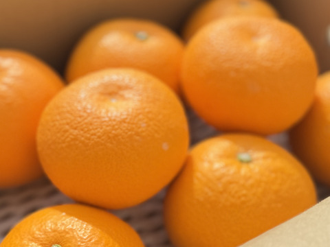 きれいな八朔！小さめサイズ5kg