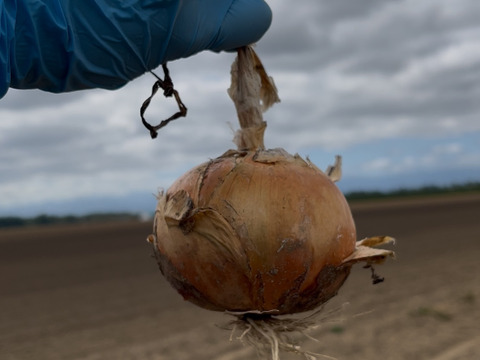 ☆お待たせしました☆令和7年産🥔🧅小さな長芋入り✨山田敏彦【十勝のGOODなセレクト野菜】セットA 合計約13kg