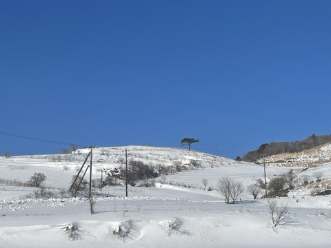【期間限定】掘りたて！『四国カルスト大野ヶ原産の生にんにく白玉王とニューホワイト』サイズは(小から大)土付き 5玉