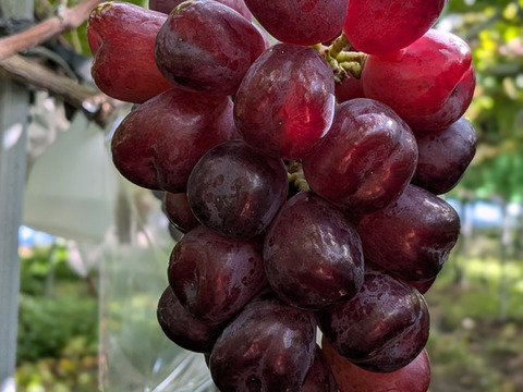 最終セール🍇ブラックシャインマスカット 【富士の輝】