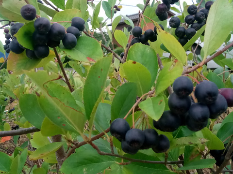 ★7【ｽｰﾊﾟｰﾌｰﾄﾞ】セミドライアロニア（ｱﾝﾄｼｱﾆﾝ豊富♪無添加無着色）33ｇ×7個（やわらかめの乾燥したてを発送）新潟県産　アロニア