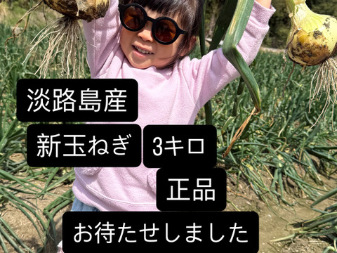 今が旬の淡路島新玉ねぎ！3キロM～2L