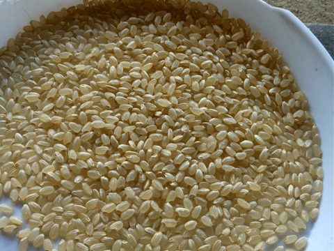 2024新米！10kg安心安全！コシヒカリ！ご注文いただいてから精米します(10kg)