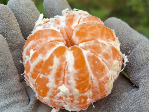 果汁溢れる！甘くて酸っぱい【田口早生】みかん 5kg