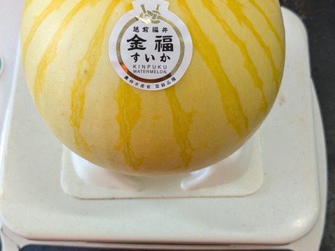 【夏ギフト】残り1日！追加注文受付中！
シャリ感と甘さのダブルパンチ！希少種！金福スイカ（約2kg）