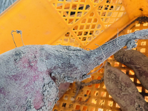 熟成あまはづき　2kg 訳あり　栽培期間中、農薬、化学肥料不使用