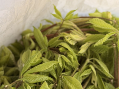 旬をいただく！愛知県豊田市旭産　コシアブラ 150ｇ