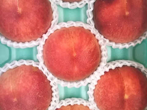 【夏ギフト】なつおとめ池多桃（10・9・8・7玉）