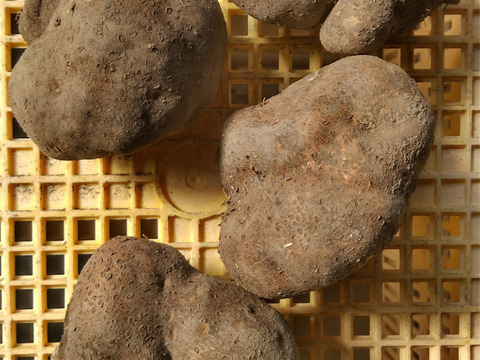 丹波篠山産　山の芋　優品　1.5kg