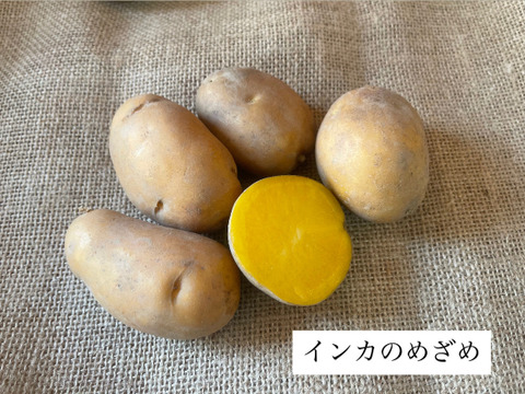 ゴロっと幸せ！食卓の主役★ほくほくジャガイモ！（３〜５種類食べ比べ）1.5kg