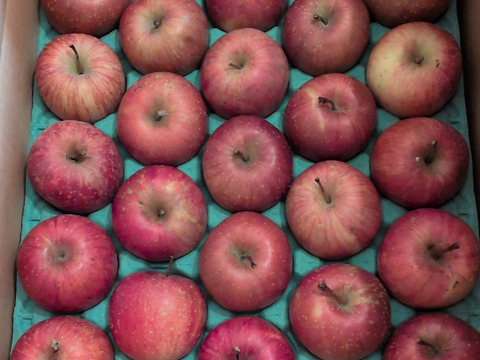 青森県産ミニサンふじ　5キロ