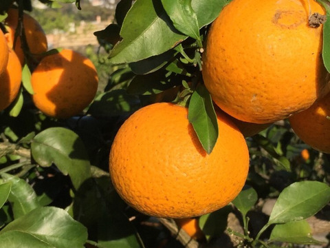 採れたてお届け！清見オレンジ1kg&爽やか八朔1kgセット【農薬不使用】