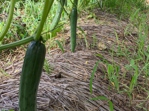 畑から直送→新鮮きゅうり2kg(15〜20本)